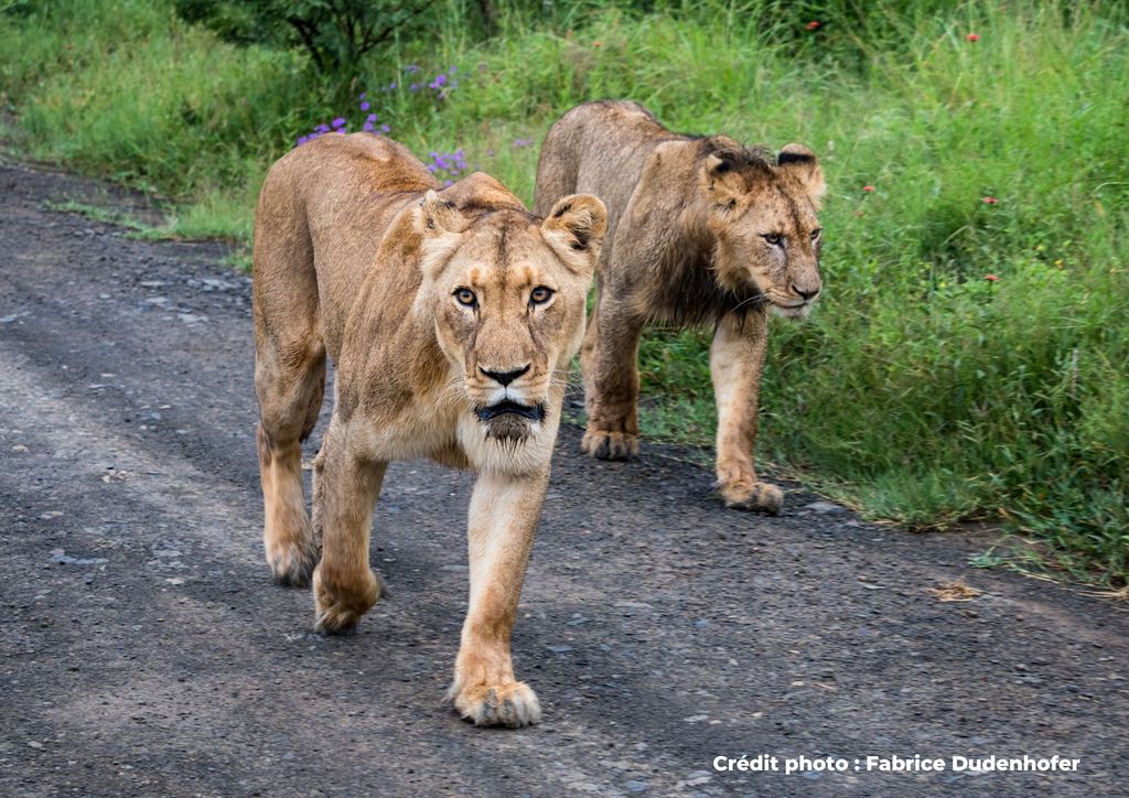 lionnes marchant sur la route